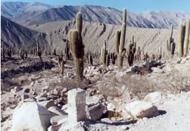 Pucará de tilcara-Jujuy-fotos Cris