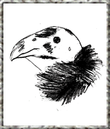 Dibujo de cóndor californiano con collar de plumas negro