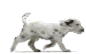Adopcion de mascotas-Gif de Ecoportal  net